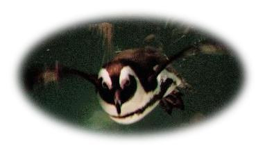 Penguin `flying' (really swimming) menacingly towards the camera